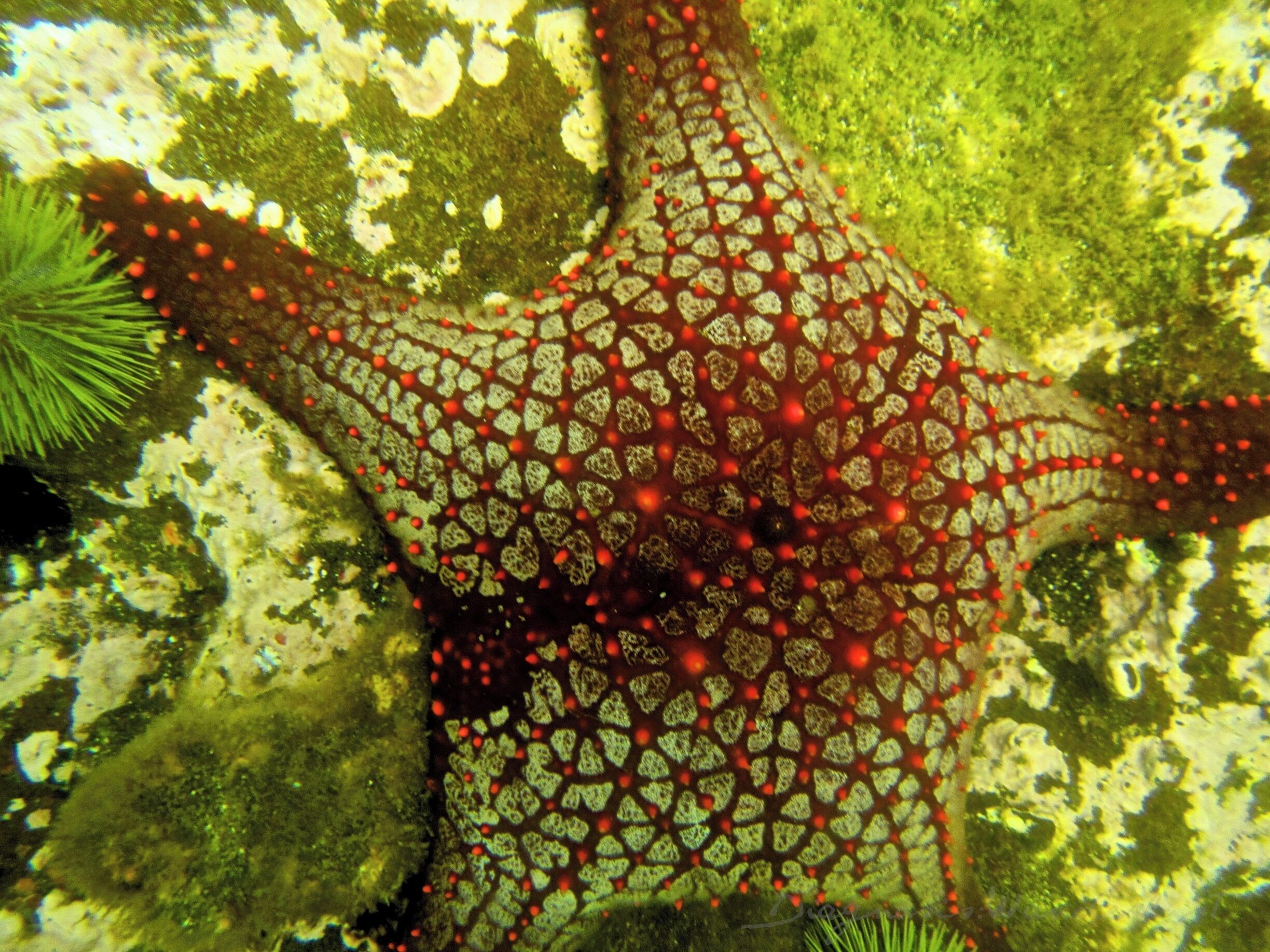 Stars of the Galapagos Islands!  I could not get over the colors, shapes, and variety of the sea stars on the ocean floor in the Galapagos.  What a surprising and amazing treat!  #seastars #starfish #galapagos #snorkel #sealife #waterlust