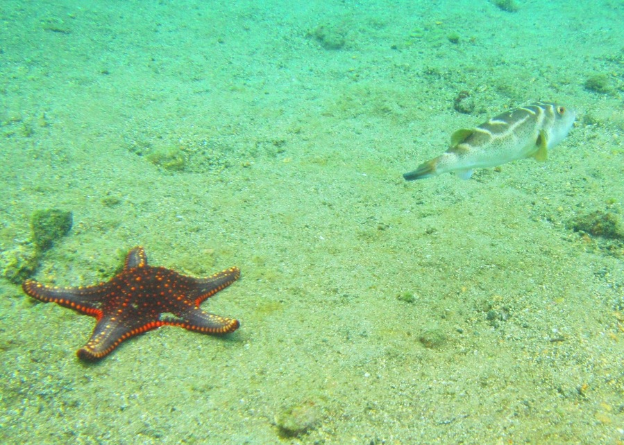 Stars of the Galapagos Islands!  I could not get over the colors, shapes, and variety of the sea stars on the ocean floor in the Galapagos.  What a surprising and amazing treat!  #seastars #starfish #galapagos #snorkel #sealife #waterlust