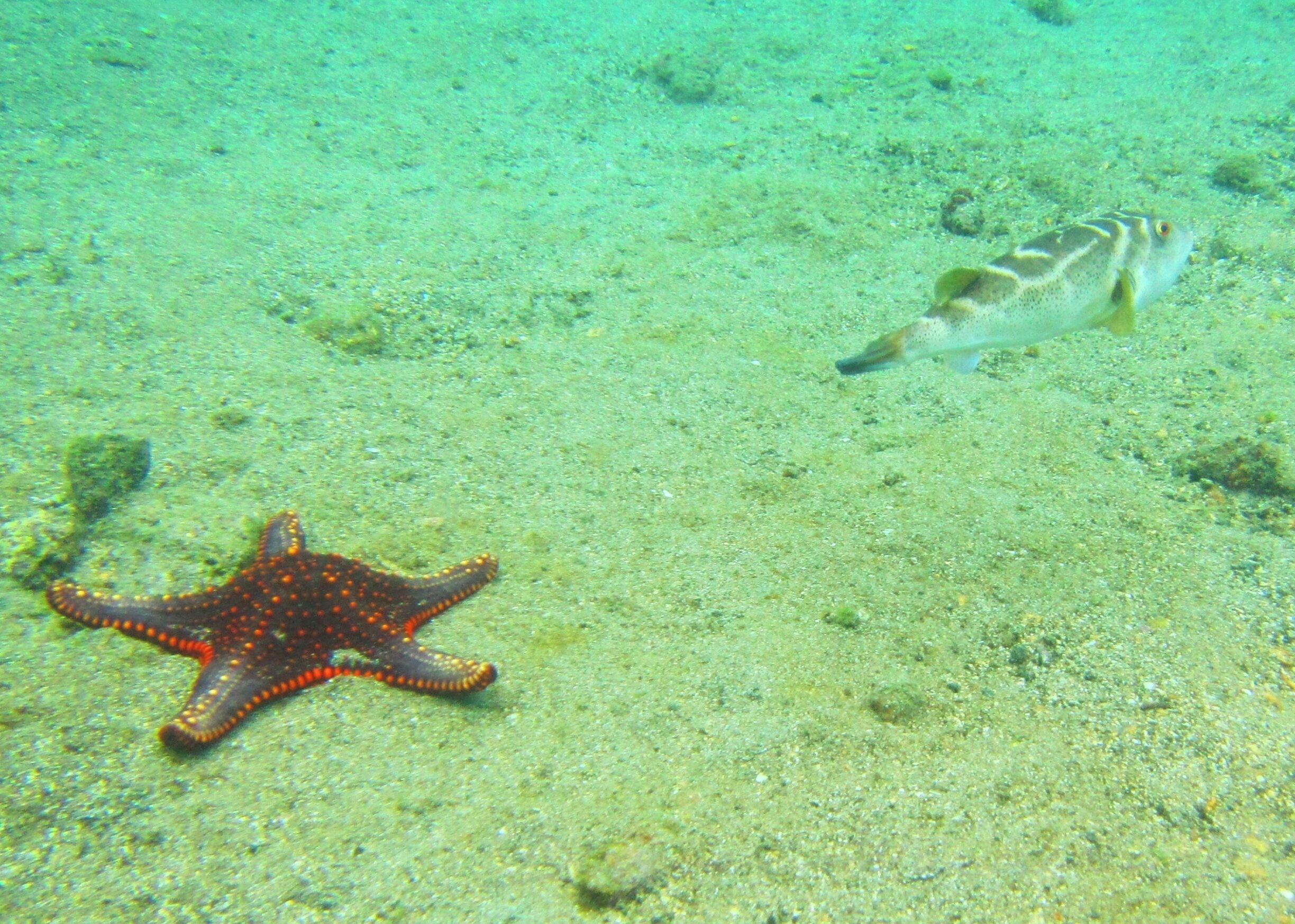 An underwater scene with a starfish and a fish swimming near the seabed.