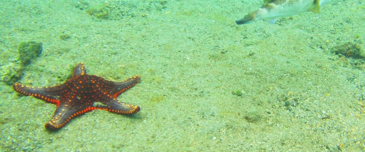 An underwater scene with a starfish and a fish swimming near the seabed.