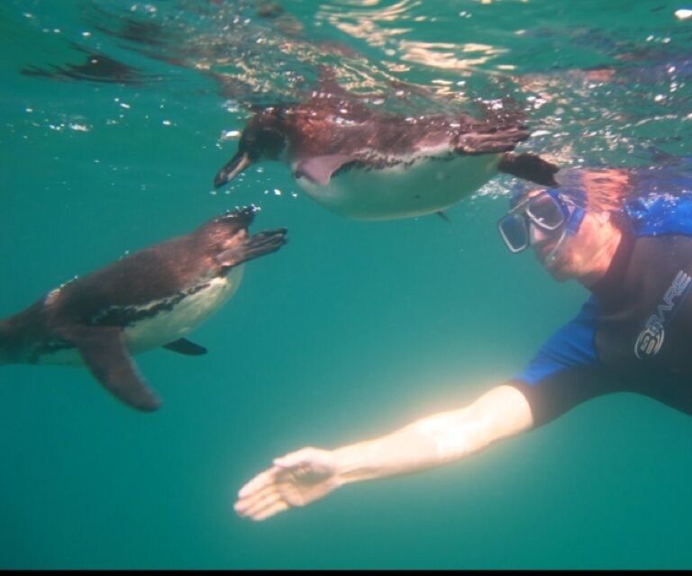 I got pecked on the mask by these playful penguins.  Yes, penguins on the equator!