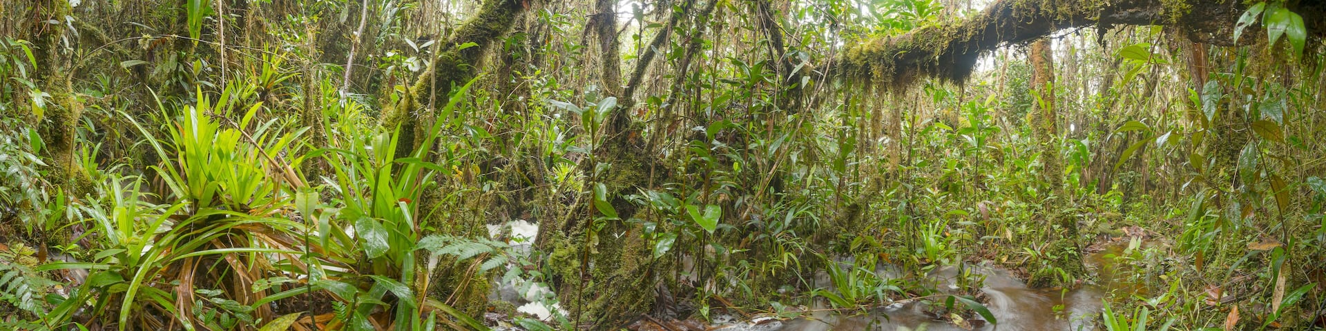 Floodwater pouring through the rainforest. A stream has burst its banks and water is running over the forest floor after a severe thunderstorm in the Cordillera del Condor southern Ecuador
