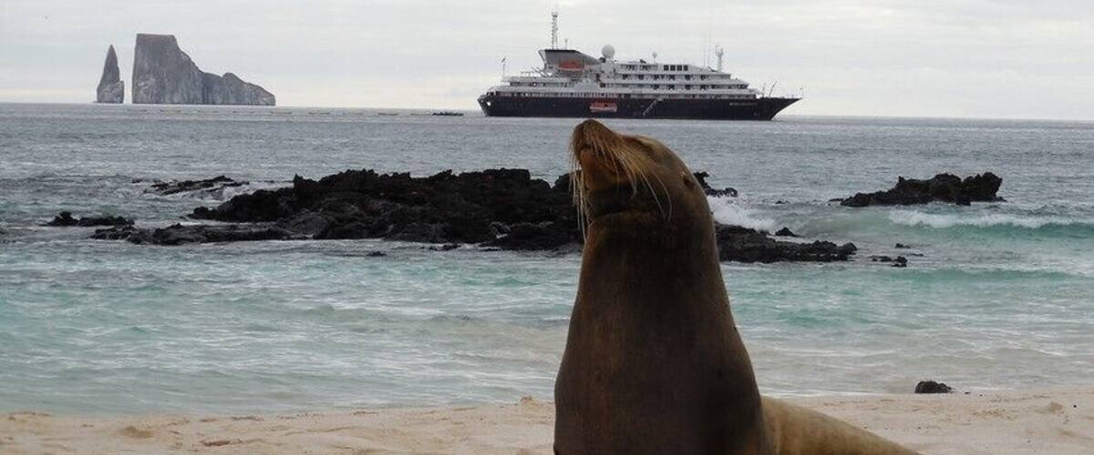 Swimming and walking among sea lions was so special. In the water, they'll glide past you, twirl and dive, and they may even curiously come and tap on your goggles with their nose!