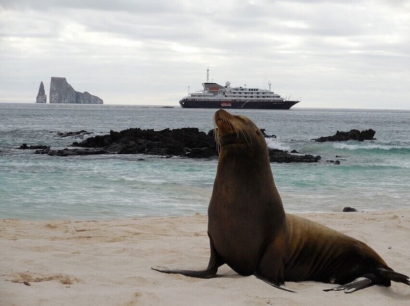 Swimming and walking among sea lions was so special. In the water, they'll glide past you, twirl and dive, and they may even curiously come and tap on your goggles with their nose!
