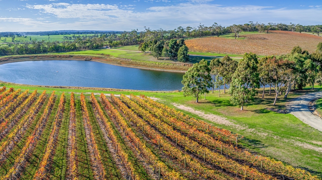 Aerial panorama of vineyard and pond on bright sunny day in fall. Mornington Peninsula, Australia