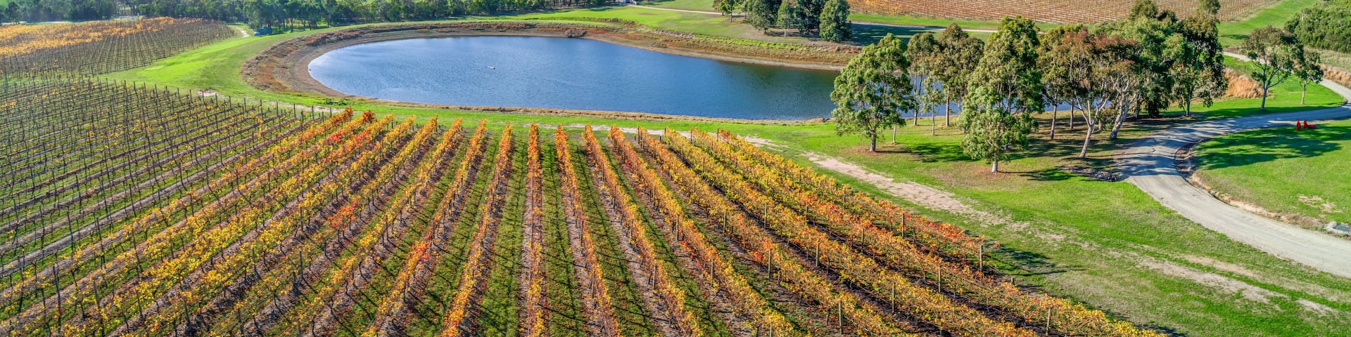 Aerial panorama of vineyard and pond on bright sunny day in fall. Mornington Peninsula, Australia
