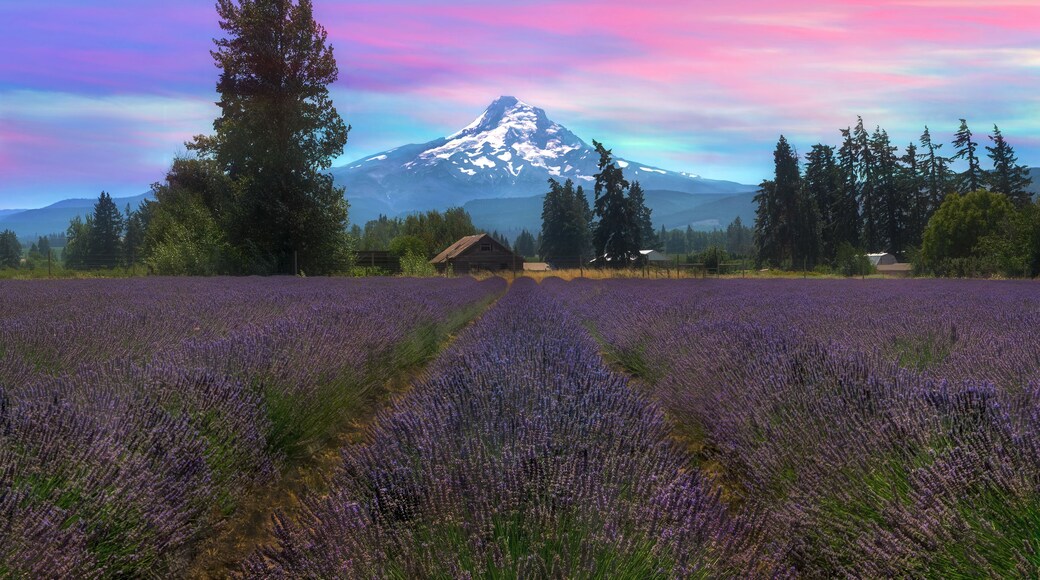 Hood River Lavender Farms