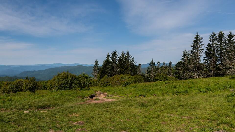 A grassy hillside with scattered rocks and evergreen trees under a clear blue sky.