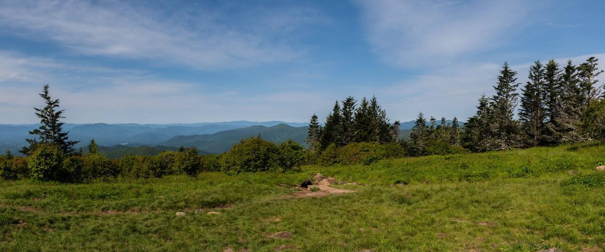 A grassy hillside with scattered rocks and evergreen trees under a clear blue sky.