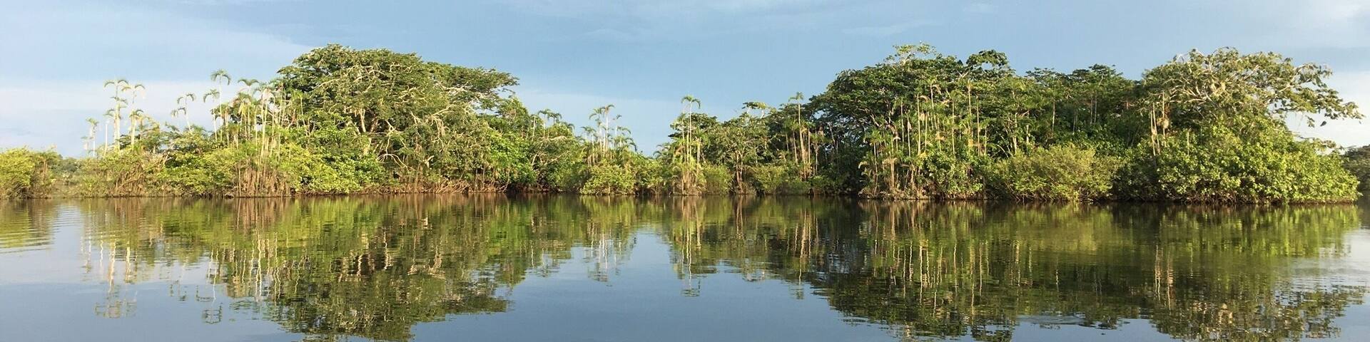 A calm lake with dense vegetation and trees reflecting on the water.