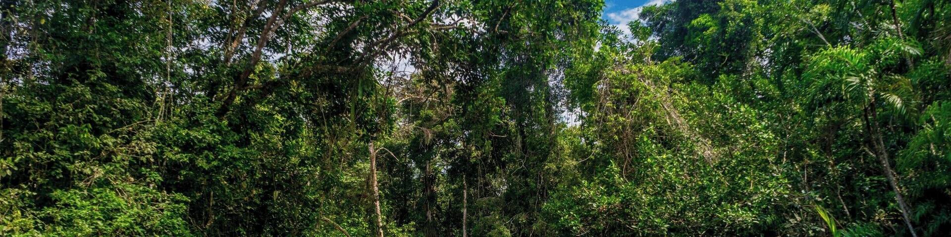 Cruising through thick Amazonian jungle in search of sloths, monkeys and everything exotic.