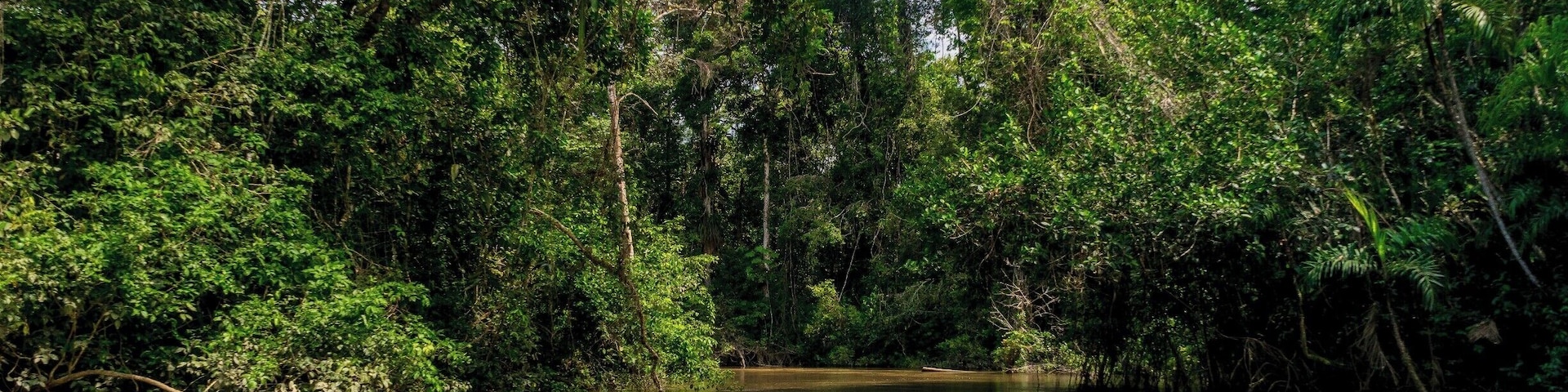 Cruising through thick Amazonian jungle in search of sloths, monkeys and everything exotic.