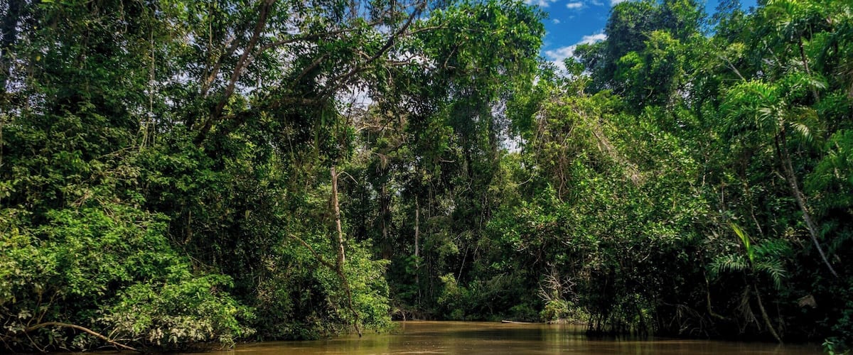 A river surrounded by dense green forest.