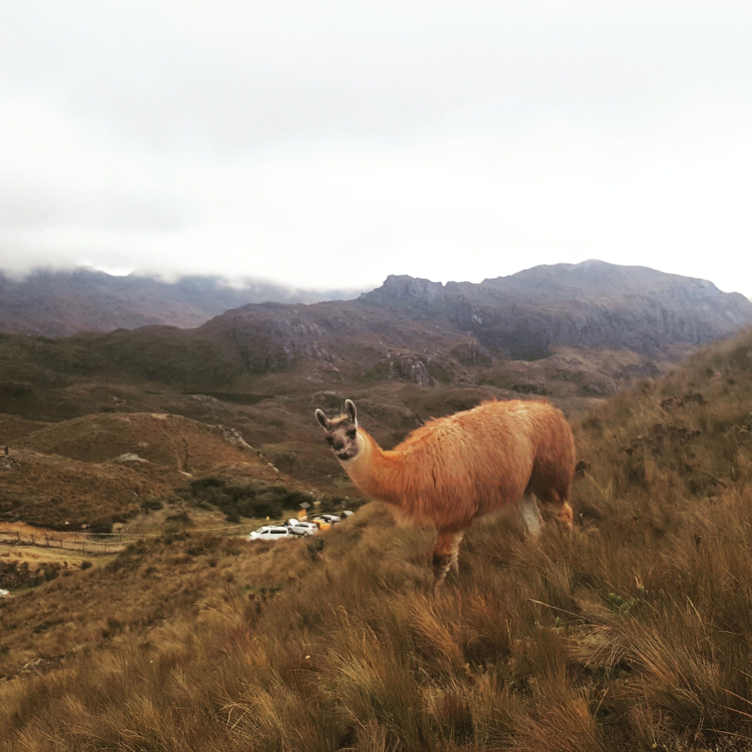  That face though so adorable. Llamas llamas everywhere didn't find an Alpaca ,next time Cajas. #weekendgetaway