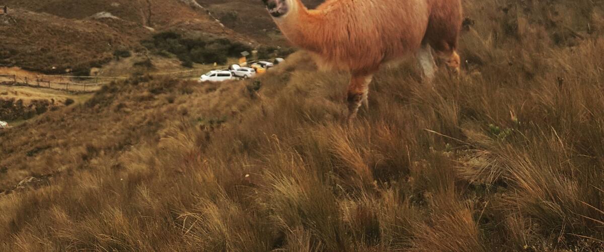 That face though so adorable. Llamas llamas everywhere didn't find an Alpaca ,next time Cajas. #weekendgetaway