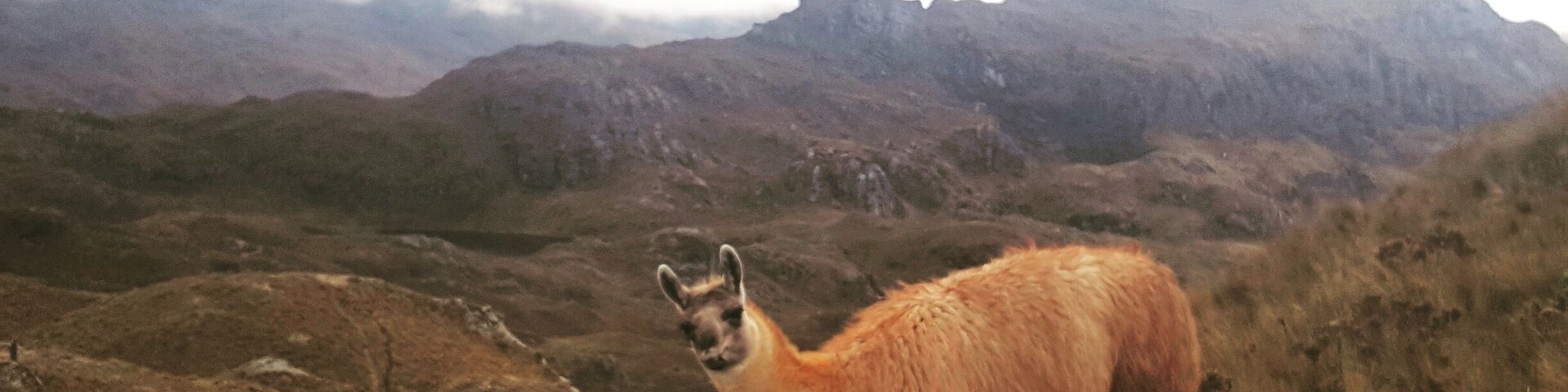That face though so adorable. Llamas llamas everywhere didn't find an Alpaca ,next time Cajas. #weekendgetaway