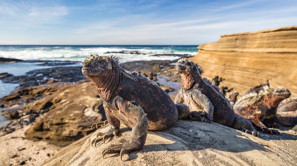 Duas iguanas marinhas em uma praia rochosa, com o oceano ao fundo.