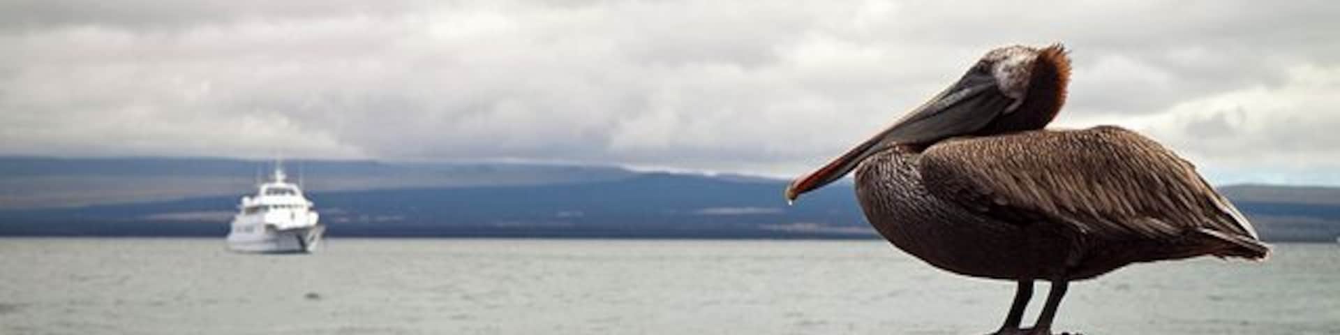 We came across many pelicans while travelling through the Galapagos. It was a lot of fun watching them circling overhead in a lagoon and then plunge down into the water to snag a fish.