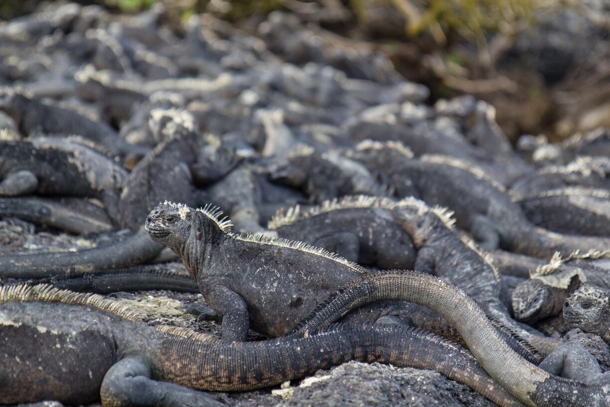 A group of large marine iguanas on a rocky beach.
