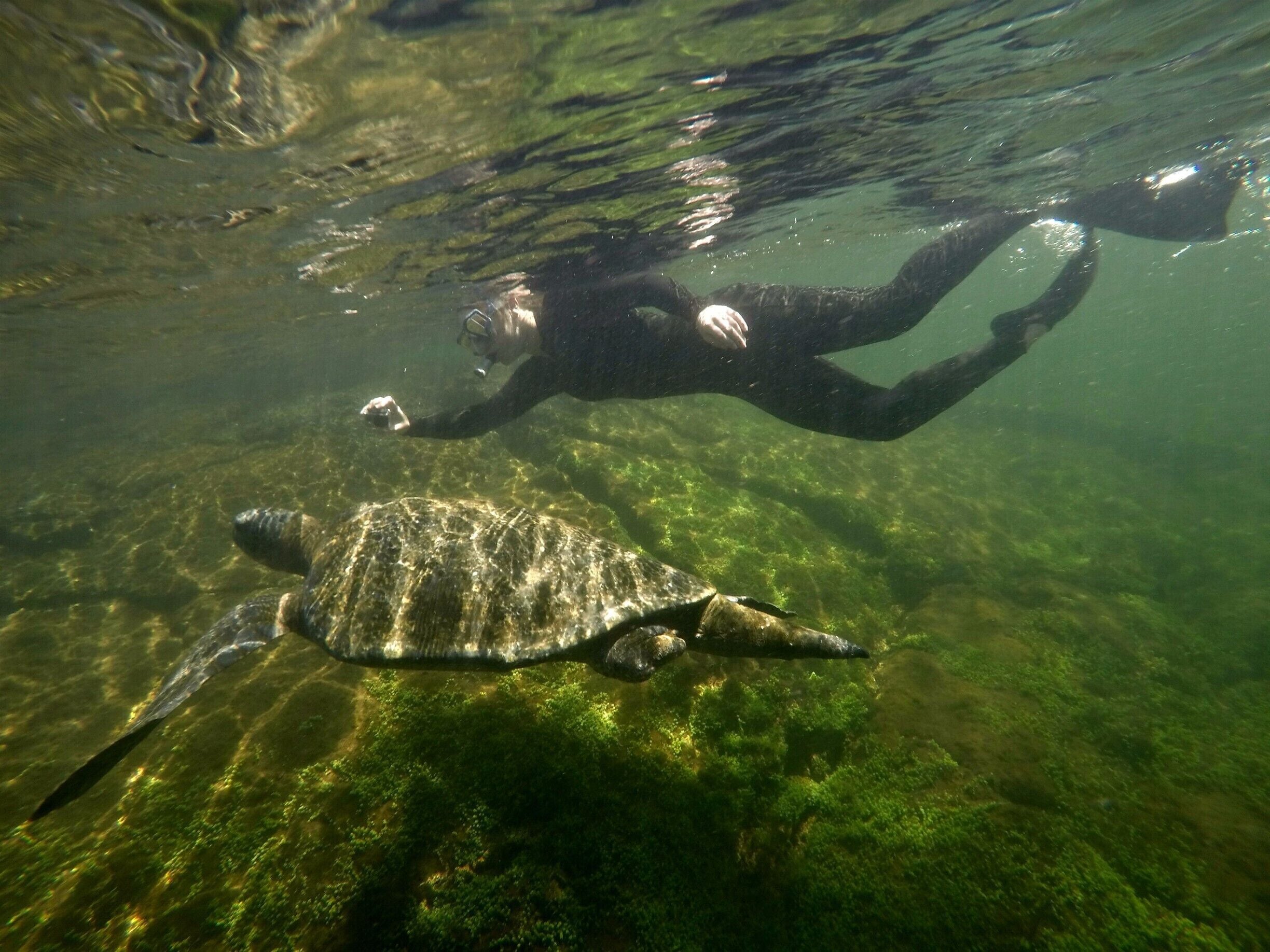 A diver swimming with a sea turtle in clear water.