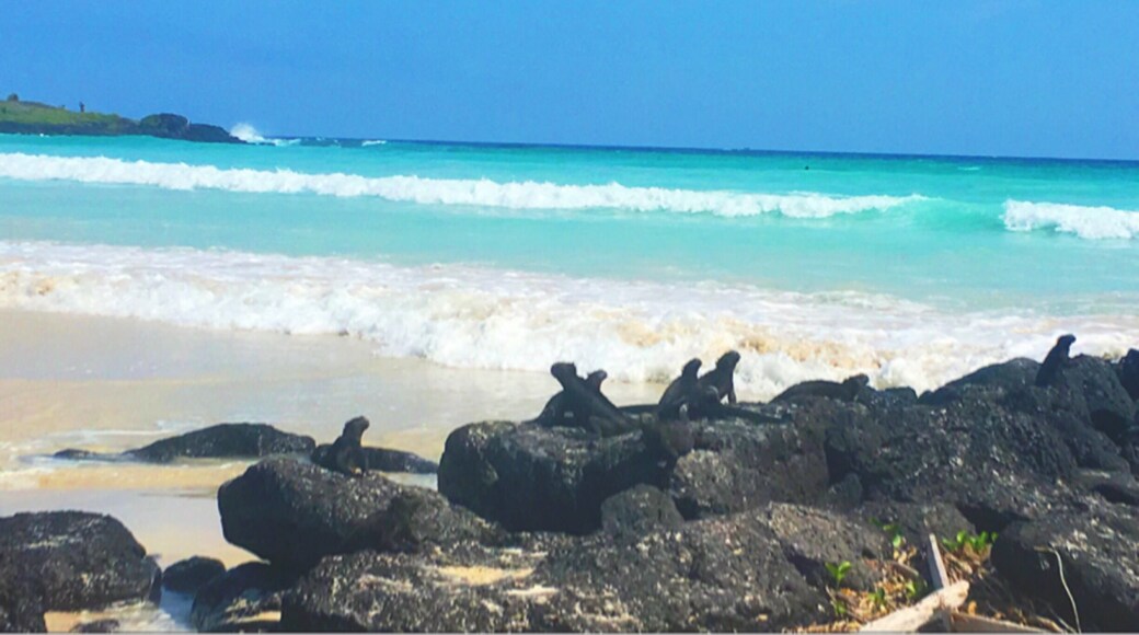 You can see a beautiful natural Landscape and You should take time to walk through the Marine Iguana. #beach