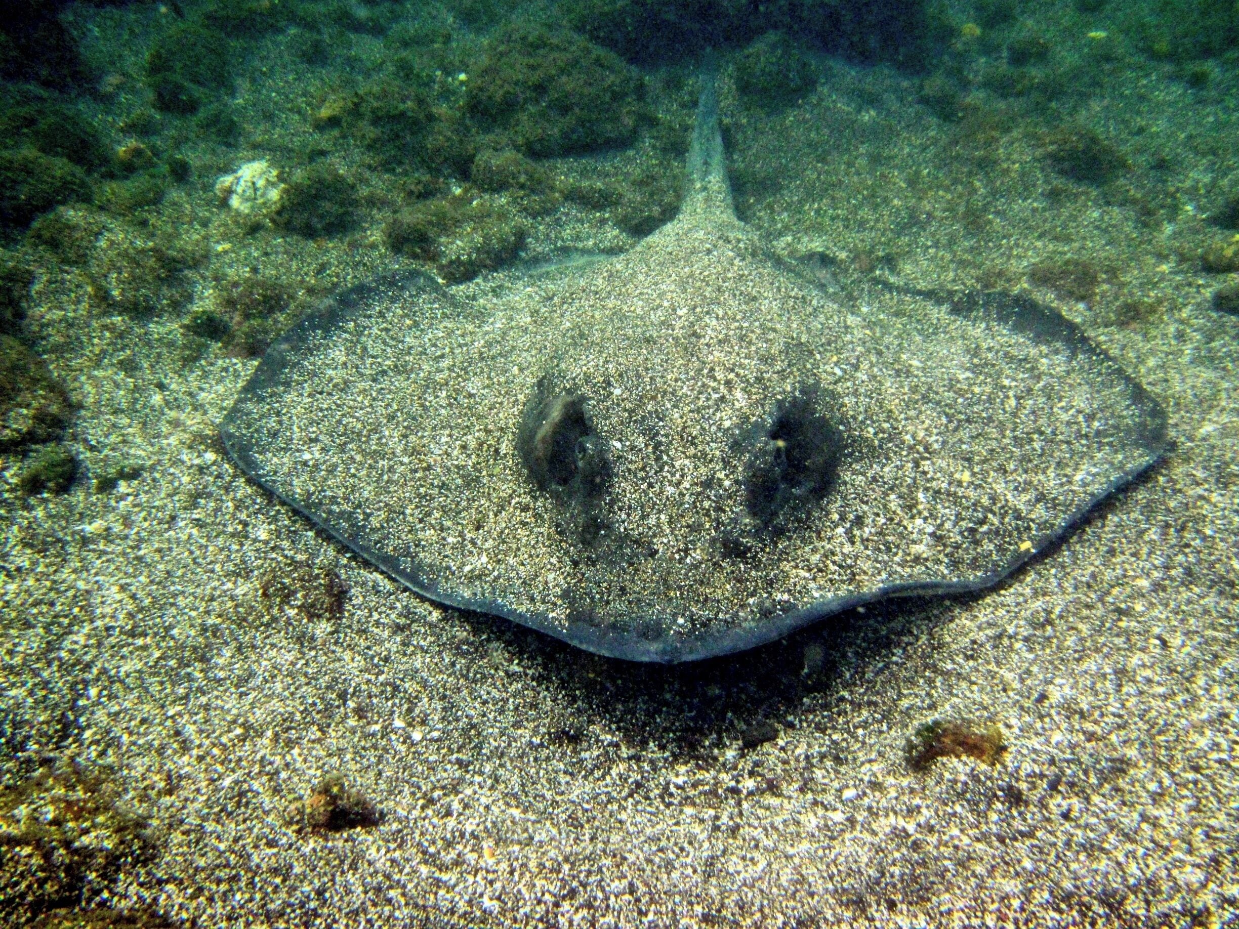 Snorkeling in the Galapagos, and coming face-to-face with this beauty!  Priceless.

#Galapagos #snorkel #travel #travelblogger #wanderlust #underwater #sealife #stingray #waterlust