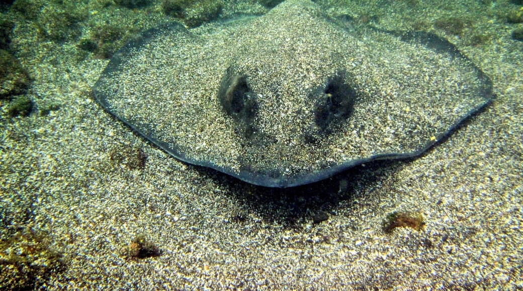 Snorkeling in the Galapagos, and coming face-to-face with this beauty! Priceless.
#Galapagos #snorkel #travel #travelblogger #wanderlust #underwater #sealife #stingray #waterlust