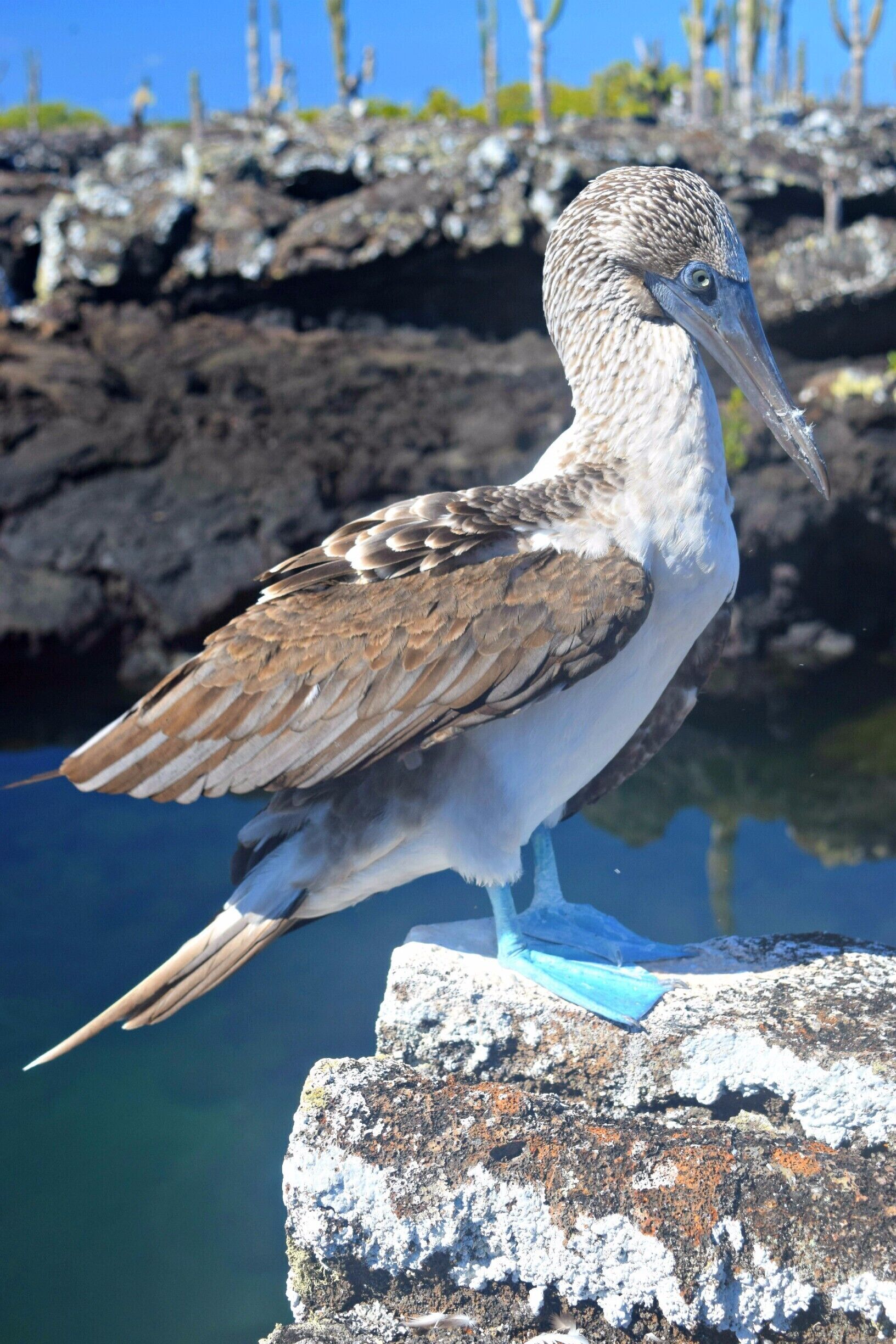 Los Tuneles are lava tunnels off the coast of Isla Isabela in the Galapagos. The biodiversity is unreal. Blue footed boobies are all over! 