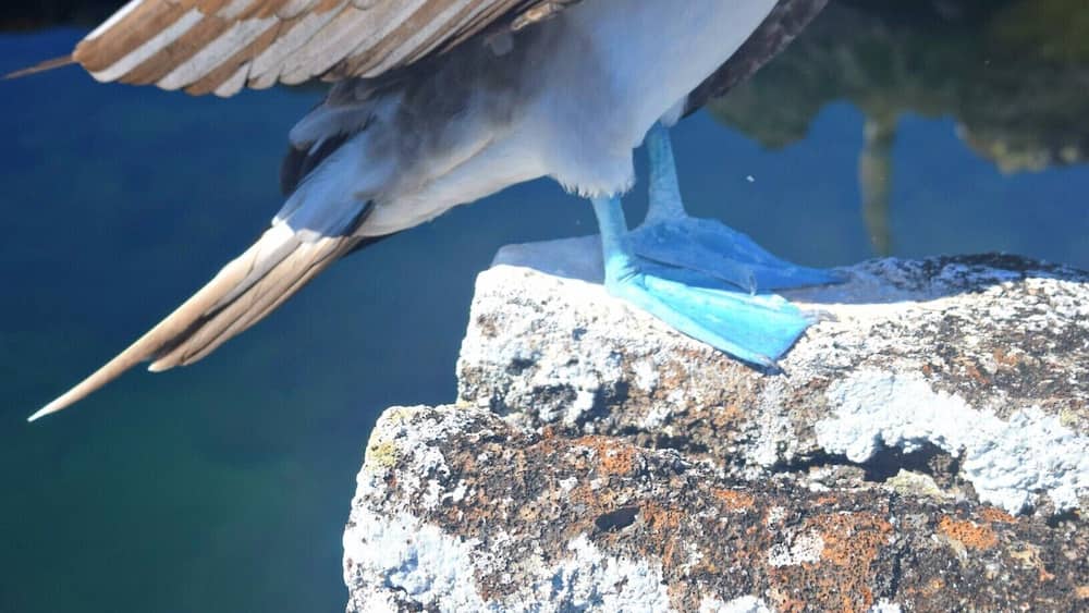 Los Tuneles are lava tunnels off the coast of Isla Isabela in the Galapagos. The biodiversity is unreal. Blue footed boobies are all over!