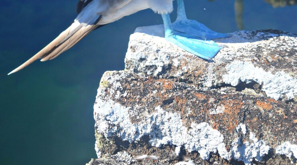 Los Tuneles are lava tunnels off the coast of Isla Isabela in the Galapagos. The biodiversity is unreal. Blue footed boobies are all over!
