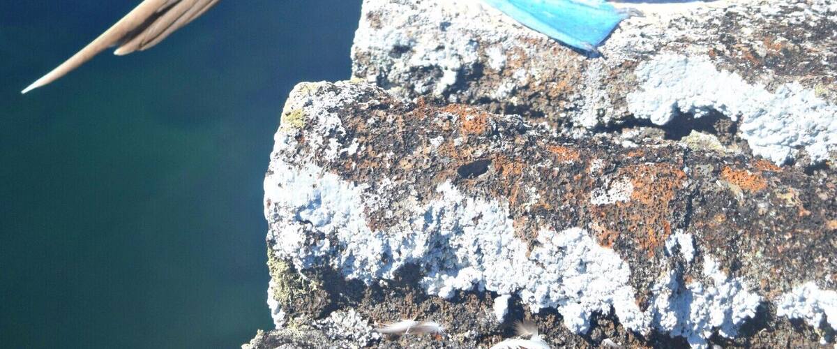 Los Tuneles are lava tunnels off the coast of Isla Isabela in the Galapagos. The biodiversity is unreal. Blue footed boobies are all over!