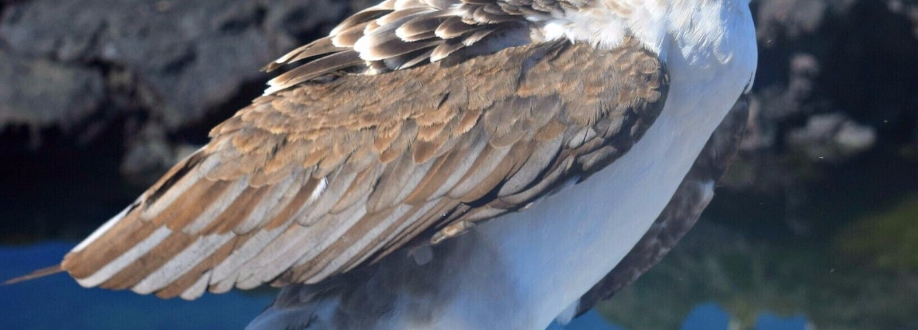 Los Tuneles are lava tunnels off the coast of Isla Isabela in the Galapagos. The biodiversity is unreal. Blue footed boobies are all over!