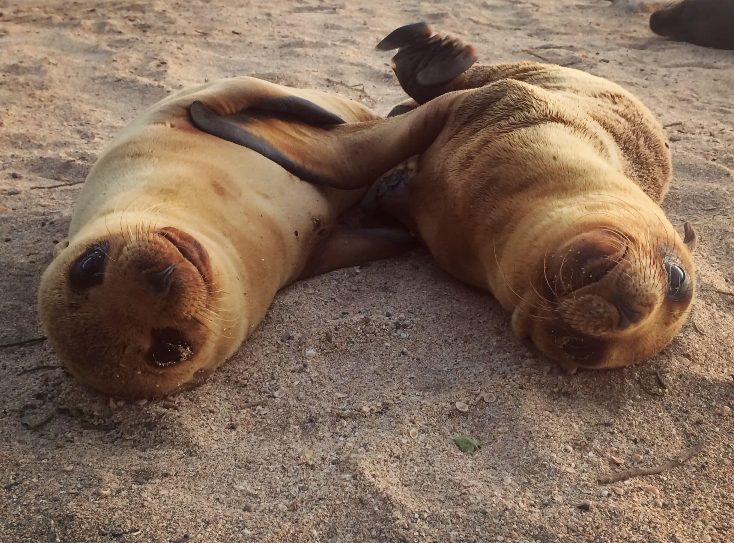 Two seals lying on sandy ground.