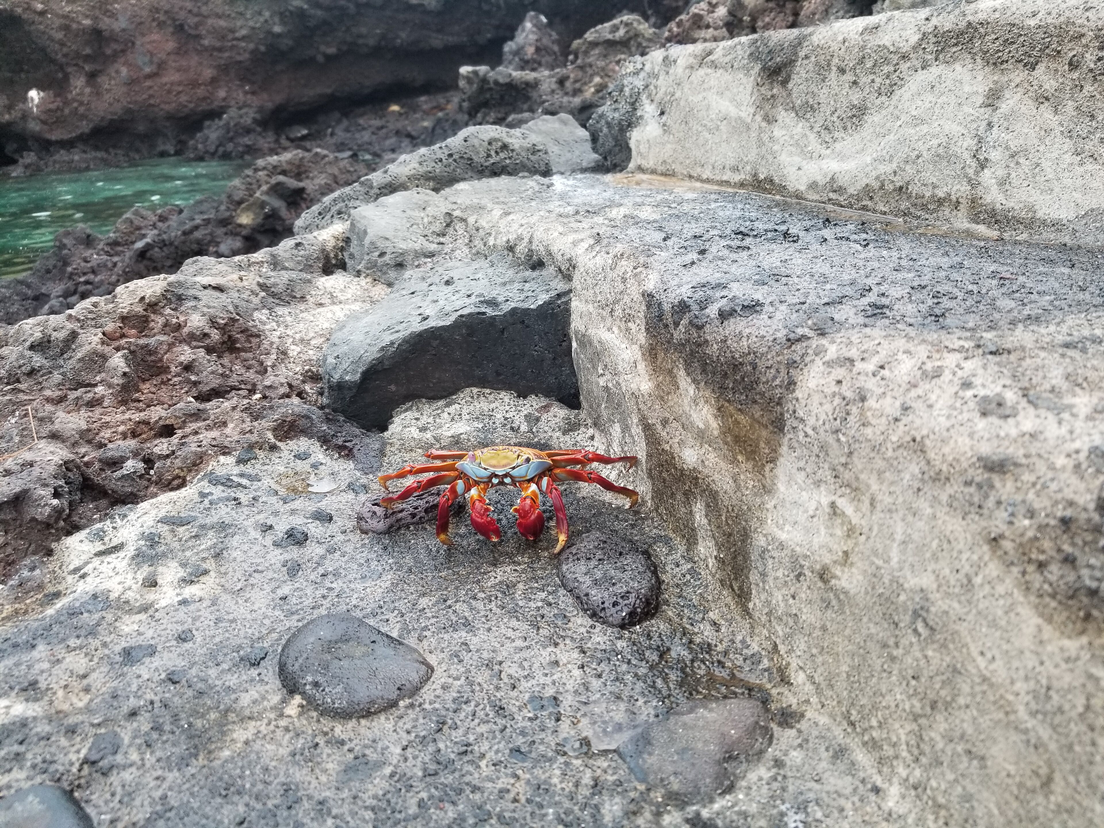 Un cangrejo sobre una costa rocosa con un cuerpo de agua verdoso al fondo.