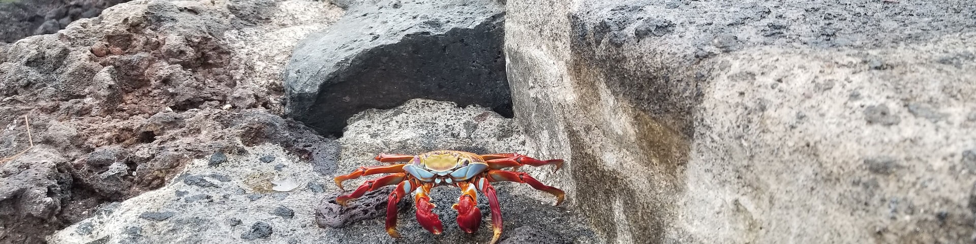 Un cangrejo sobre una costa rocosa con un cuerpo de agua verdoso al fondo.