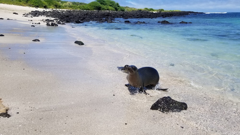 "Take a walk on the wild side."