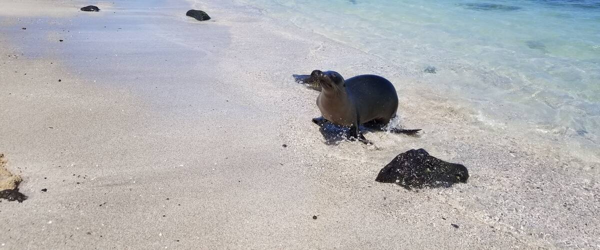 "Take a walk on the wild side."