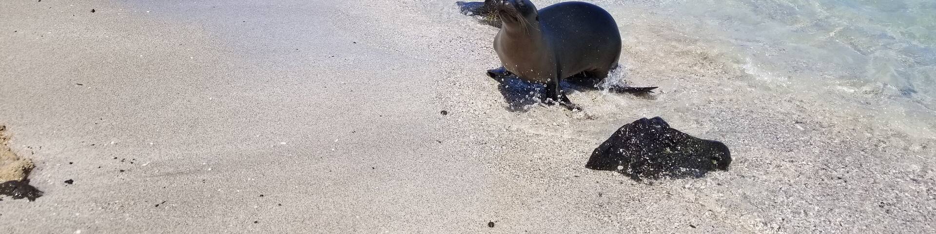 "Take a walk on the wild side."