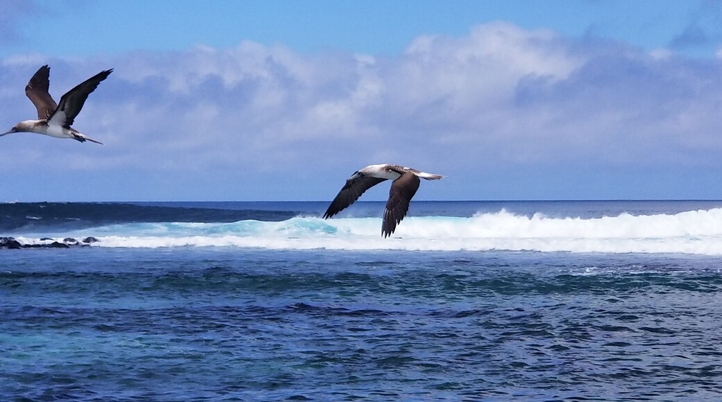 Blue Footed Boobies - Native to the Galápagos Islands