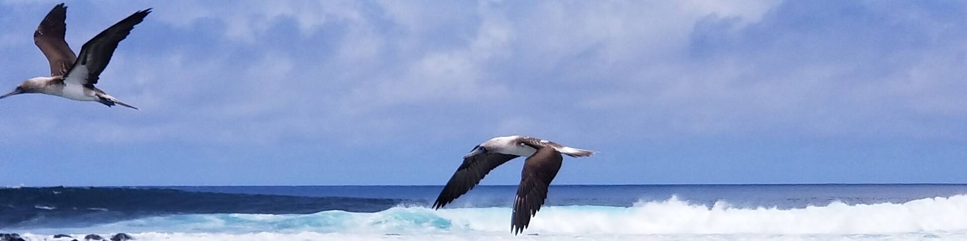 Two birds flying over the ocean with waves in the background.