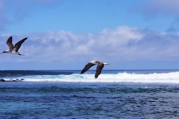 Two birds flying over the ocean with waves in the background.