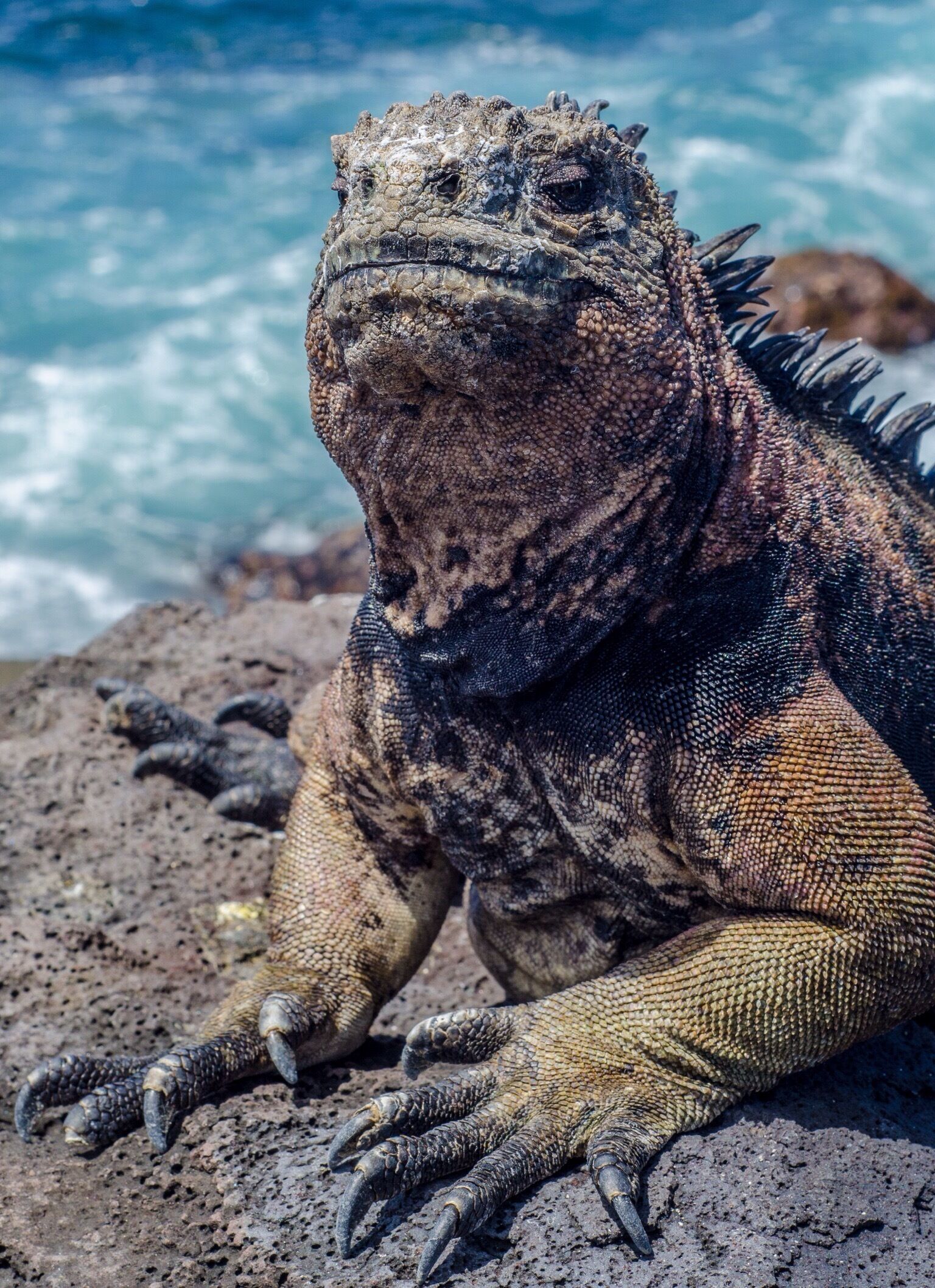 Playa Loberia is a short twenty minute walk from San Cristobal's town. The beach is a great place to hang out - with baby sea lions playing in the rock pools and turtles chilling in the shallow water. 

For that little bit extra carry on walking away from the town along the rocky coast. The scenery is spectacular and you will likely spot boobies swooping in and out of their nests. The best part though is the hundreds of marine iguanas sunbathing on the rocks and posing for photos like this one. The iguanas are everywhere on the Galapagos Island and you quickly get used to seeing them around, but they really are pretty special! Make sure you bring some good shoes (not flip flops) for the walk!