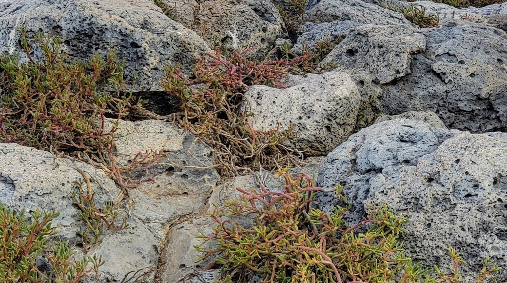 Galapagos iguana munching on a dry cactus leaf. Sounded like he was eating drywall. All the saliva in my mouth evaporated watching him eat that thing. #LifeAtExpedia