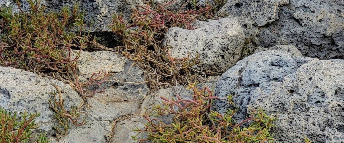 Galapagos iguana munching on a dry cactus leaf. Sounded like he was eating drywall. All the saliva in my mouth evaporated watching him eat that thing.  #LifeAtExpedia