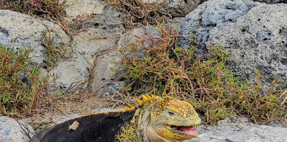 Galapagos iguana munching on a dry cactus leaf. Sounded like he was eating drywall. All the saliva in my mouth evaporated watching him eat that thing. #LifeAtExpedia
