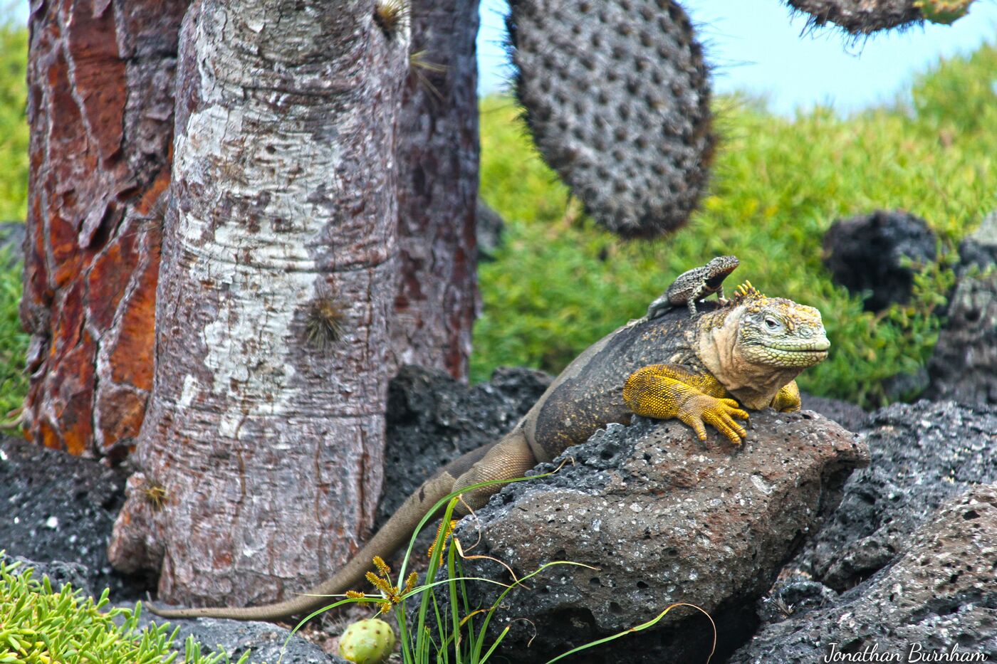 This is what a piggy-back ride looks like in the Galápagos!

A short boat ride from Santa Cruz Island will take you to Isla Plaza Sur, which has a nature trail around the island. 

I stayed at Galapagos Safari Camp during my trip to the Galapagos: http://www.galapagossafaricamp.com/

My trip was set up by Wildland Adventures:  http://www.wildland.com/trips/south-america/ecuador-and-galapagos.aspx