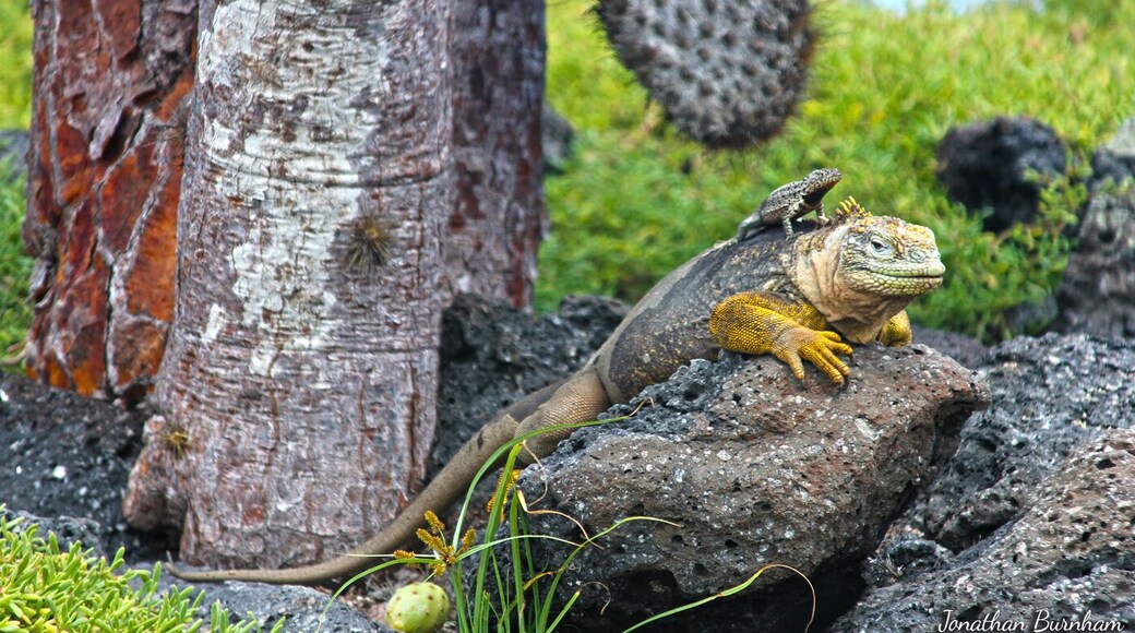 This is what a piggy-back ride looks like in the GalĂĄpagos!
A short boat ride from Santa Cruz Island will take you to Isla Plaza Sur, which has a nature trail around the island.
I stayed at Galapagos Safari Camp during my trip to the Galapagos: http://www.galapagossafaricamp.com/
My trip was set up by Wildland Adventures: http://www.wildland.com/trips/south-america/ecuador-and-galapagos.aspx