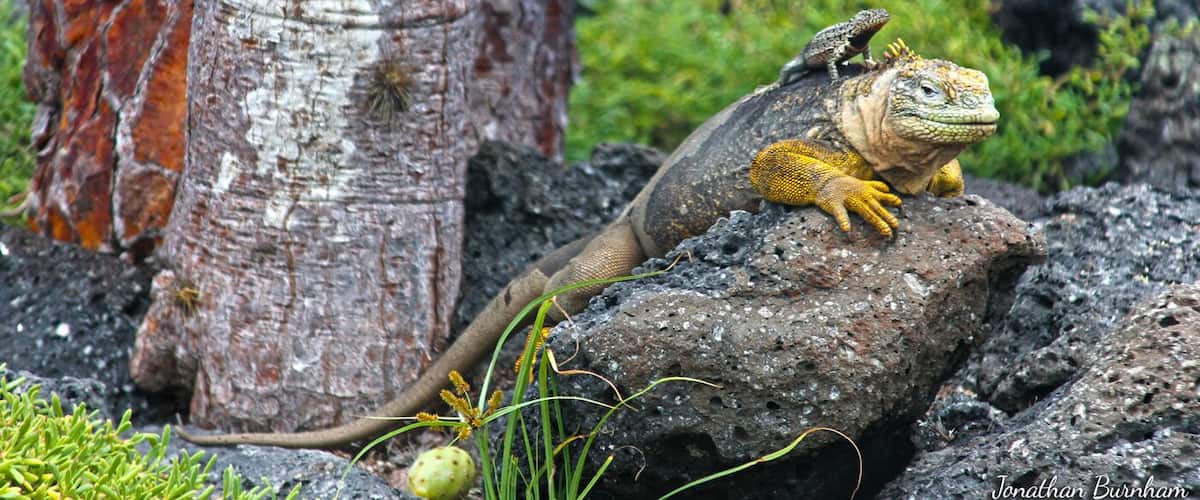 This is what a piggy-back ride looks like in the Galápagos!
A short boat ride from Santa Cruz Island will take you to Isla Plaza Sur, which has a nature trail around the island. 
I stayed at Galapagos Safari Camp during my trip to the Galapagos: http://www.galapagossafaricamp.com/
My trip was set up by Wildland Adventures:  http://www.wildland.com/trips/south-america/ecuador-and-galapagos.aspx