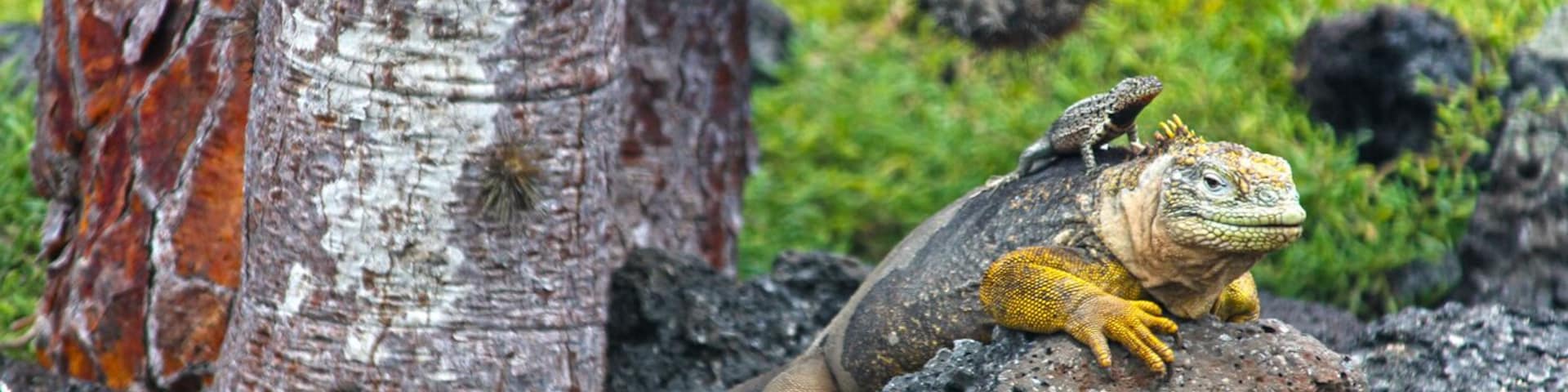 This is what a piggy-back ride looks like in the Galápagos!
A short boat ride from Santa Cruz Island will take you to Isla Plaza Sur, which has a nature trail around the island.
I stayed at Galapagos Safari Camp during my trip to the Galapagos: http://www.galapagossafaricamp.com/
My trip was set up by Wildland Adventures: http://www.wildland.com/trips/south-america/ecuador-and-galapagos.aspx