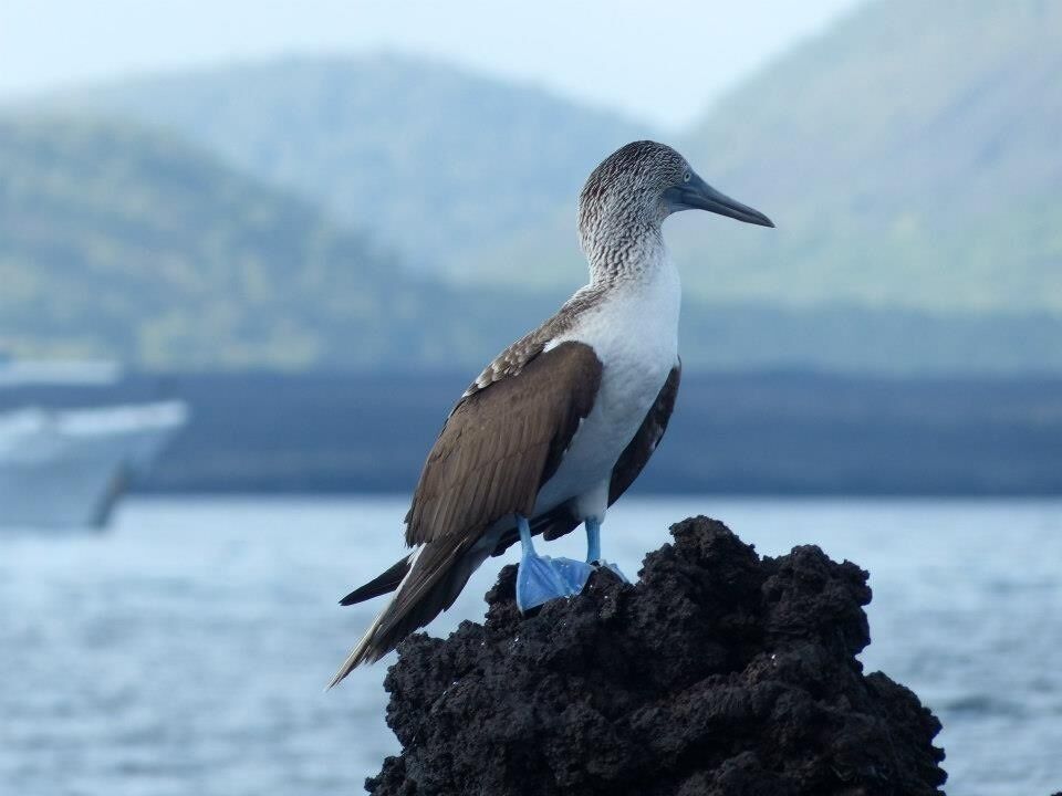 Minding her own business, ignoring me.